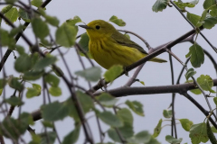 Brenda-Luciuk-Yellow-Warbler-TN