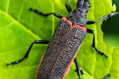 Michael-Chin-Elderberry-longhorn-beetle