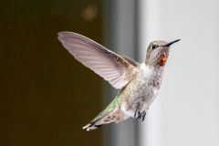 Paul-Rennie-1.Annas-Hummingbird