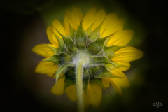 Angela-Gauld-_Sunflowers_4