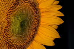 Francis-Sunflowers-2-