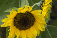 gerry-boretta-sunflowers-gerry-3