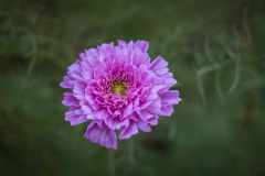AngelaG-_1-_40mm_Flower
