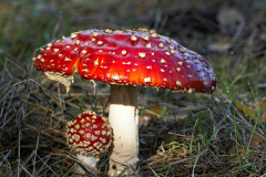Brenda-Luciuk-Red-Mushroom
