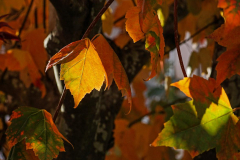 Dorothy-dorothy_4_ShNTell-DSC00731-Autumn-Leaves1