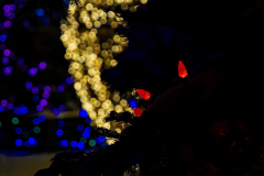 Klaas-Christmas-lights-1-Klaas