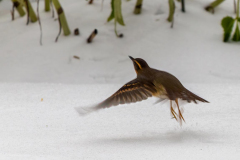 take-off-in-the-snow-Paul-Rennie