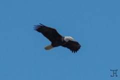 John-R-Bald-Eagle-in-flight-4