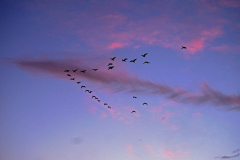 dorothy-5_BlueHour-DSC06660-Snow-Geese-f5.6-1125s