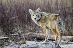 Man-kay-KOON-Coyote