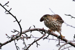 Man-kay-KOON-Hawk