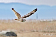 Man-kay-KOON-Short-eared-Owl