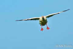 Man-kay-KOON-Snow-Goose