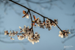 Michael-Chin-1-Plum-blossoms