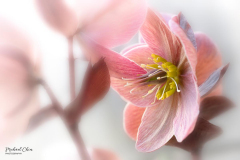 Michael-Chin-2-Helleborus