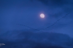 Michael-Chin-5-Moonlit-flight