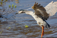 Paul-Rennie-Black-Crowned-NIght-Heron-in-Maui