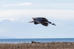 Paul-Rennie-Blue-Heron-in-flight-over-dyke