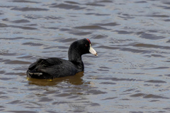 Paul-Rennie-Hawaian-Gallinule2