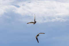 Paul-Rennie-Short-eared-Owls-over-dyke