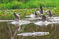 Dorothy-dorothy_2_Birds-DSC08968-Wing-positions