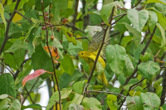 Dorothy-dorothy_4_Birds-DSC09318-Yellow-Warbler1