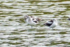 Dorothy-dorothy_5_Birds-DSC09379-American-Avocets2