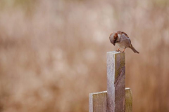 Hendy-Little-bird-on-top-of-pillar