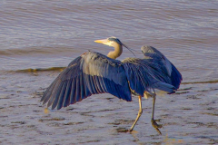 Hendy-Walking-with-open-wings