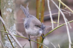 Lien-Ho-Bushtit