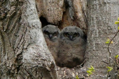 Lien-Ho-GH-Owls