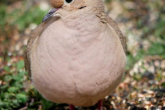 Lien-Ho-Mourning-Dove