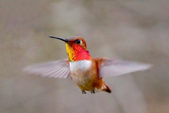 Lien-Ho-Rufous-HB