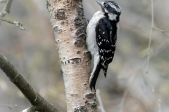 Michael-Chin-1-Downy-woodpecker-RNP