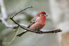 Michael-Chin-2-Purple-finch-RNP