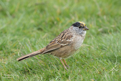 Michael-Chin-3-Golden-crowned-sparrow-TN