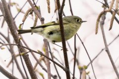 Michael-Chin-4-Ruby-crowned-kinglet-TN