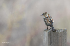 Michael-Chin-5-Red-winged-blackbird-TN