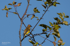 Michael-Chin-Cedar-waxwing-TN