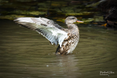 Michael-Chin-Mallard-GCP