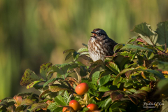 Michael-Chin-Song-sparrow-TN