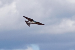 dorothy-2_Birds-DSC01429-Tree-Swallow-in-Flight1