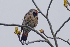 dorothy-4_Birds-DSC01683-Northern-Flicker2