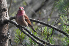 gerry-boretta-birds-by-gerry-5