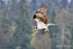 Man-kay-KOON-IMG_2658-2