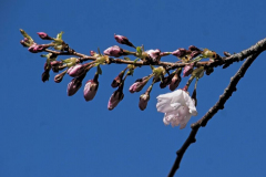 Mary-Zwick-Garry-Point-Blossoms2Garry-Point-Blossoms2