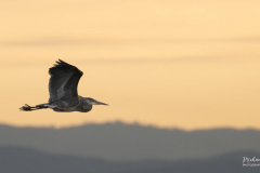 Michael-Chin-Blue-heron