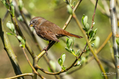 Michael-Chin-Fox-sparrow