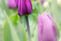 Michael-Chin-No-3-Rd-tulip