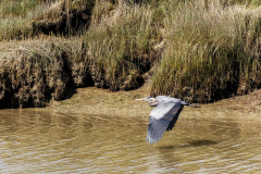 Paul-Rennie-Blue-Heron-in-flight